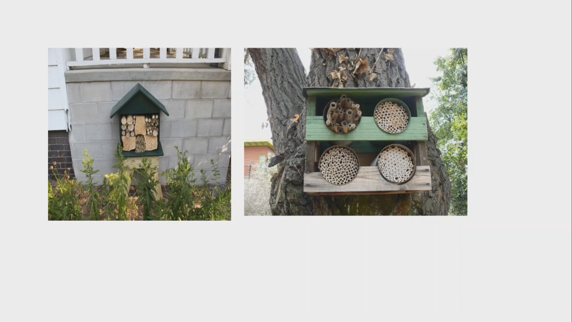 Thumbnail image for Conservation Matters: Backyard Conservation