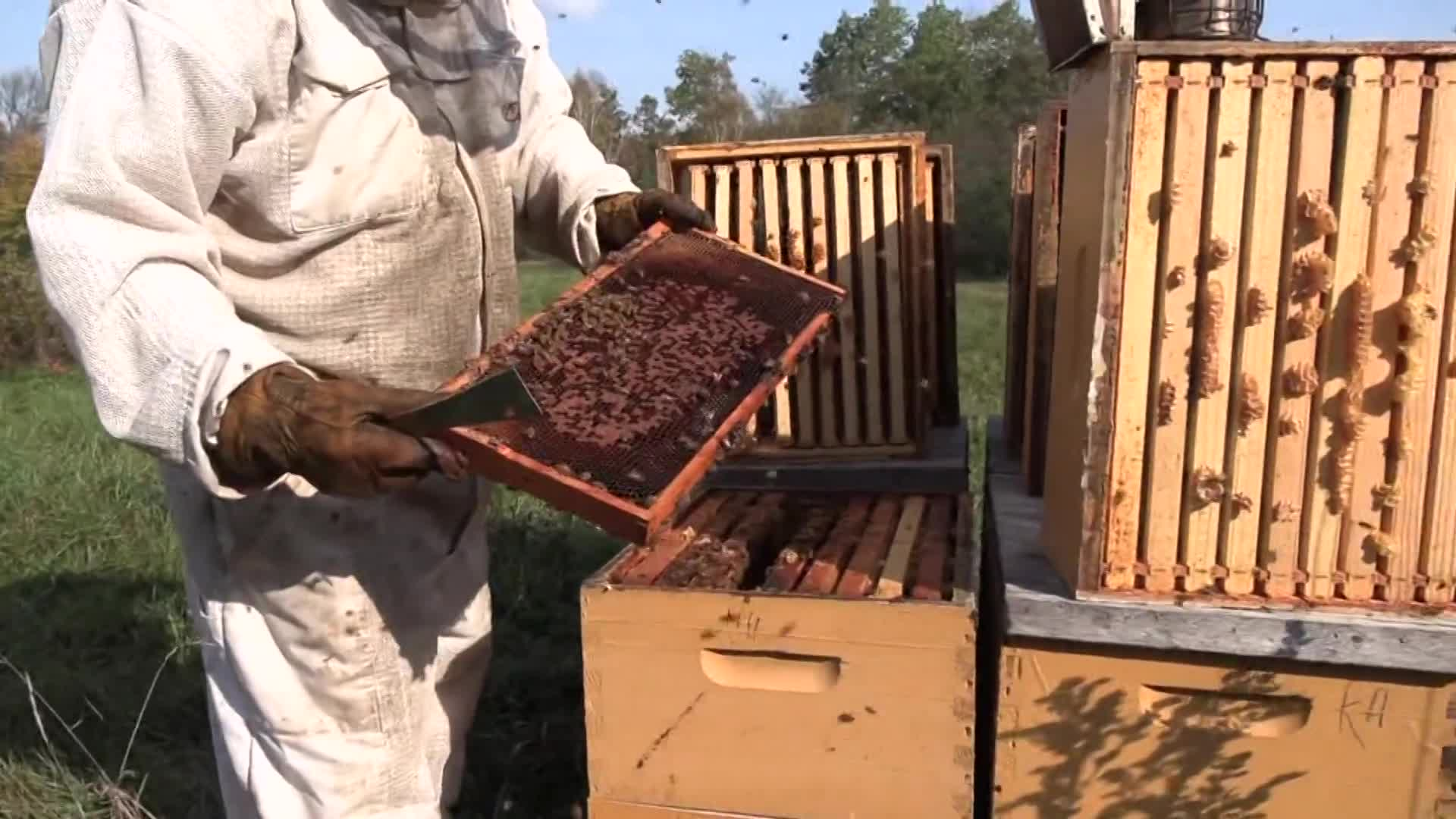 Thumbnail image for Second Act:  Life at 50+ Beekeeper; Covid 19 Update; Roundabouts; Exercise Cords